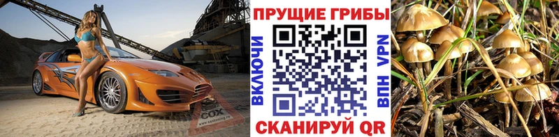 Галлюциногенные грибы Psilocybine cubensis мориарти официальный сайт Новый Уренгой где купить наркоту